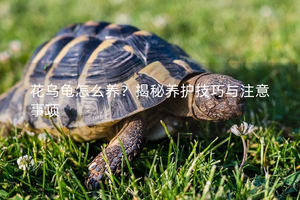 花乌龟怎么养？揭秘养护技巧与注意事项