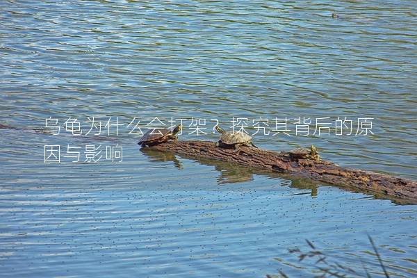 乌龟为什么会打架？探究其背后的原因与影响