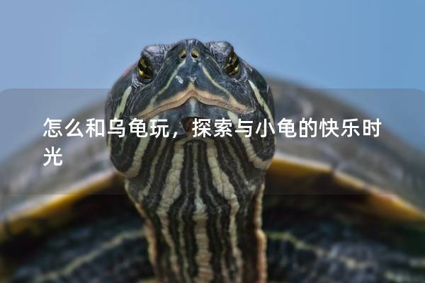 怎么和乌龟玩，探索与小龟的快乐时光
