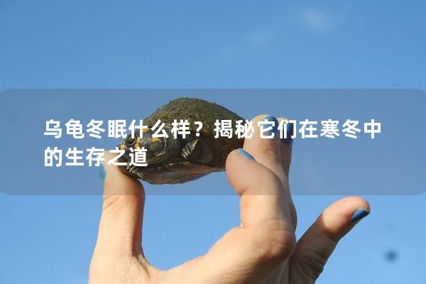 乌龟冬眠什么样？揭秘它们在寒冬中的生存之道