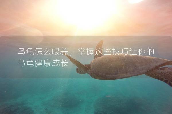 乌龟怎么喂养，掌握这些技巧让你的乌龟健康成长