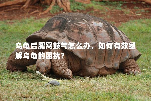 乌龟后腿窝鼓气怎么办，如何有效缓解乌龟的困扰？