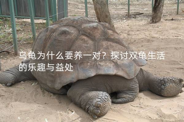 乌龟为什么要养一对？探讨双龟生活的乐趣与益处