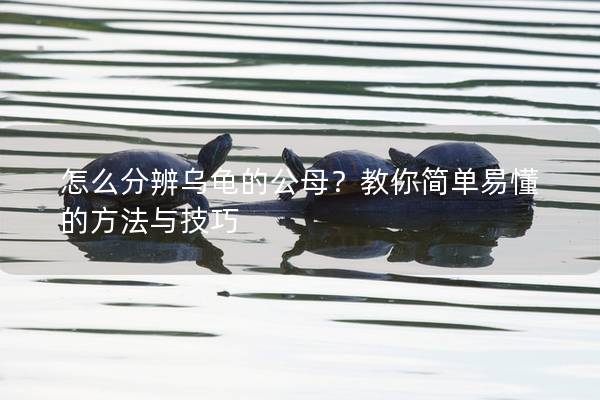 怎么分辨乌龟的公母？教你简单易懂的方法与技巧