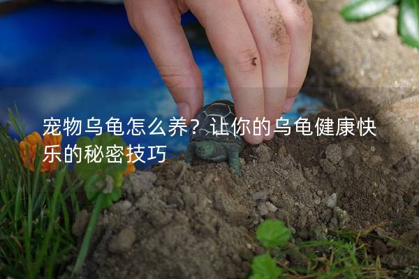宠物乌龟怎么养？让你的乌龟健康快乐的秘密技巧