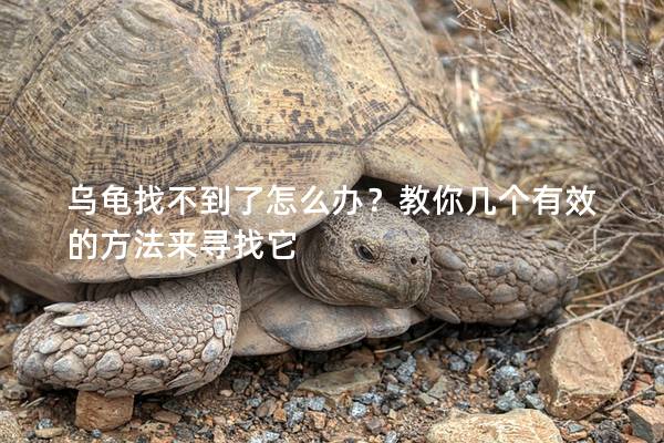 乌龟找不到了怎么办？教你几个有效的方法来寻找它