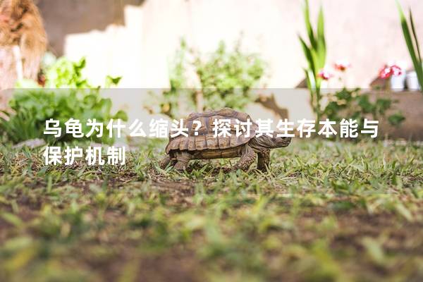 乌龟为什么缩头？探讨其生存本能与保护机制
