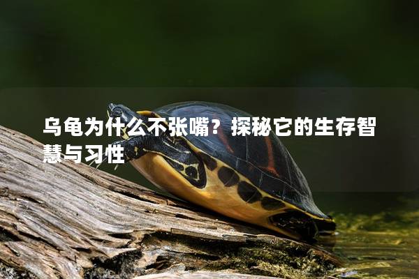 乌龟为什么不张嘴？探秘它的生存智慧与习性