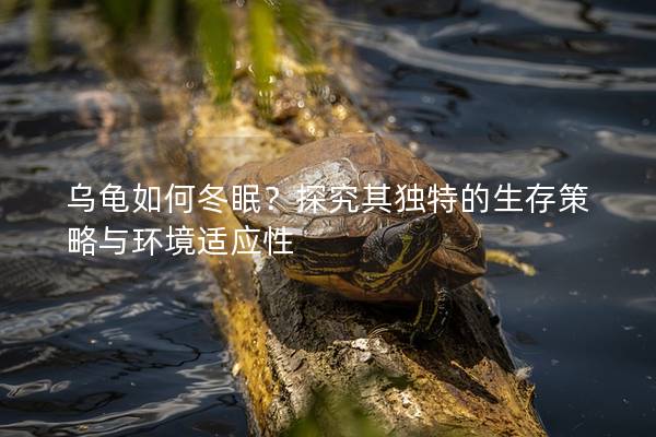 乌龟如何冬眠？探究其独特的生存策略与环境适应性