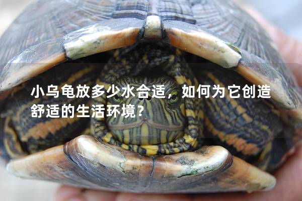 小乌龟放多少水合适，如何为它创造舒适的生活环境？