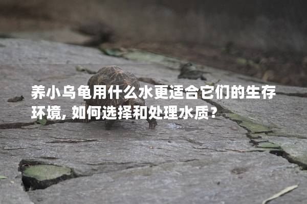 养小乌龟用什么水更适合它们的生存环境, 如何选择和处理水质？