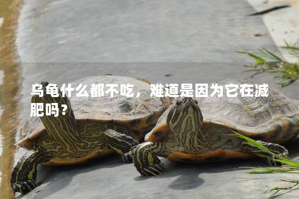 乌龟什么都不吃，难道是因为它在减肥吗？