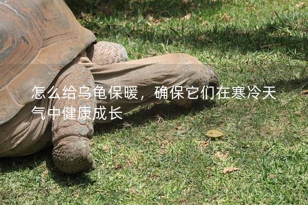 怎么给乌龟保暖，确保它们在寒冷天气中健康成长