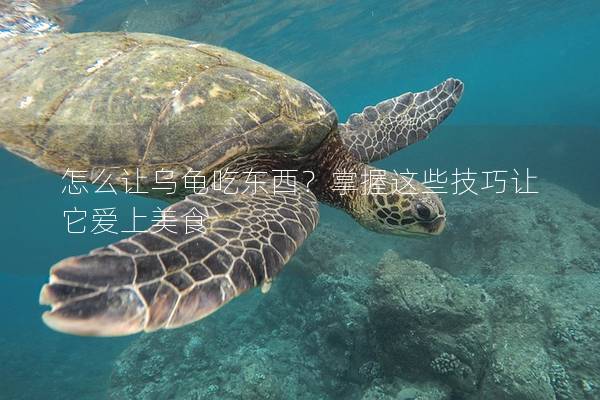 怎么让乌龟吃东西？掌握这些技巧让它爱上美食
