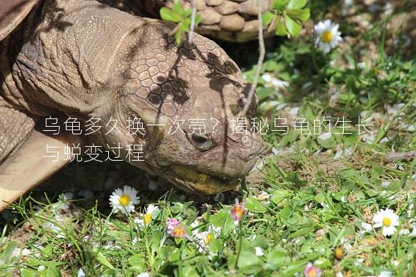 乌龟多久换一次壳？揭秘乌龟的生长与蜕变过程