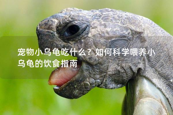 宠物小乌龟吃什么？如何科学喂养小乌龟的饮食指南