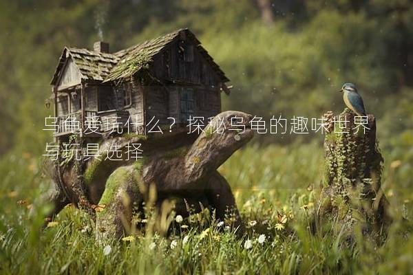 乌龟爱玩什么？探秘乌龟的趣味世界与玩具选择