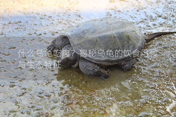 什么乌龟吃肉？揭秘乌龟的饮食习惯与生态特征
