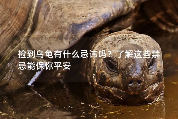 捡到乌龟有什么忌讳吗？了解这些禁忌能保你平安