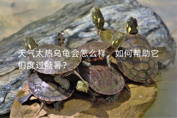 天气太热乌龟会怎么样，如何帮助它们度过酷暑？