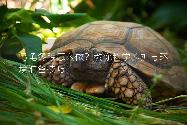 乌龟冬眠怎么做？教你科学养护与环境准备技巧