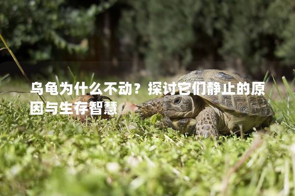 乌龟为什么不动？探讨它们静止的原因与生存智慧