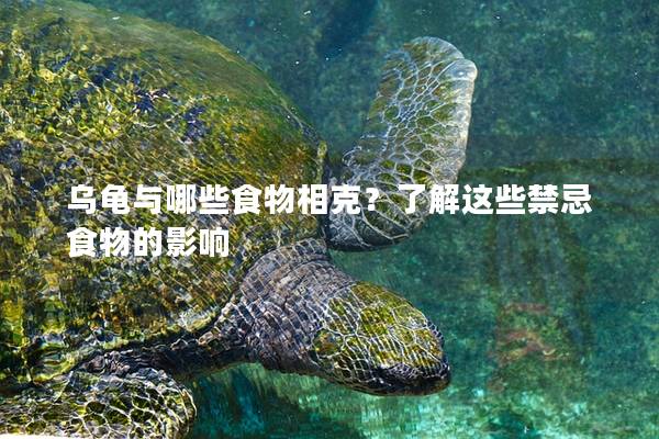 乌龟与哪些食物相克？了解这些禁忌食物的影响