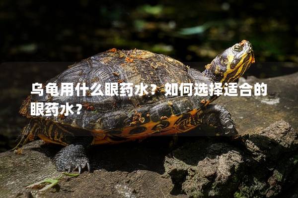 乌龟用什么眼药水？如何选择适合的眼药水？