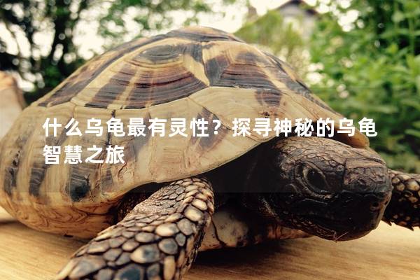 什么乌龟最有灵性？探寻神秘的乌龟智慧之旅