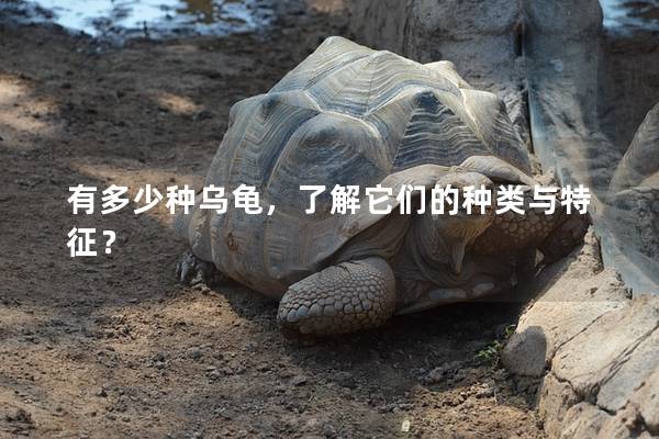 有多少种乌龟，了解它们的种类与特征？