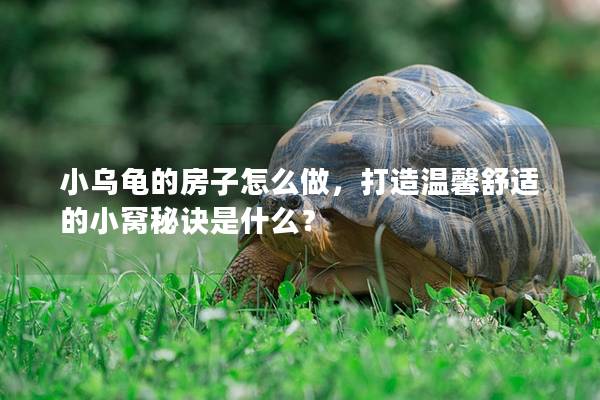 小乌龟的房子怎么做，打造温馨舒适的小窝秘诀是什么？
