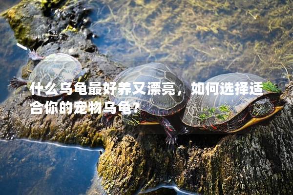 什么乌龟最好养又漂亮，如何选择适合你的宠物乌龟？