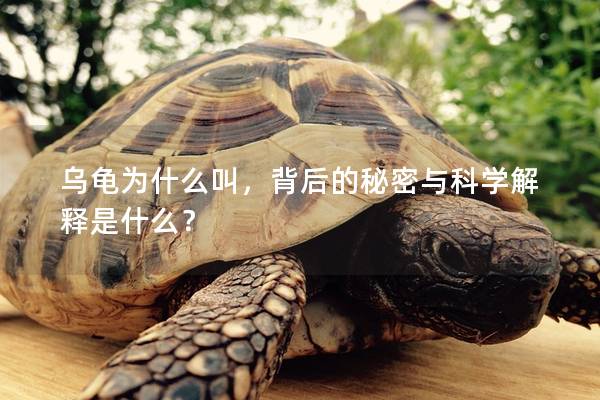 乌龟为什么叫，背后的秘密与科学解释是什么？