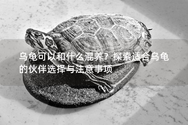 乌龟可以和什么混养？探索适合乌龟的伙伴选择与注意事项