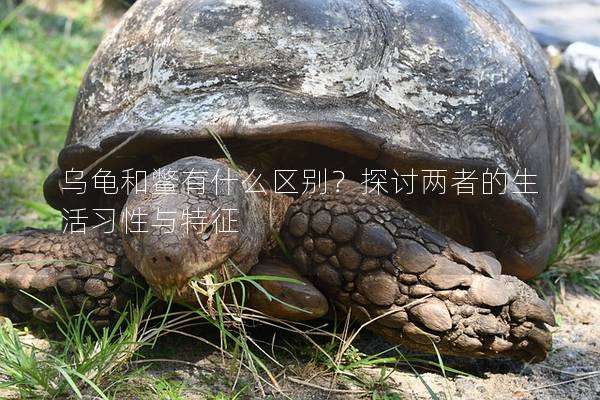 乌龟和鳖有什么区别？探讨两者的生活习性与特征