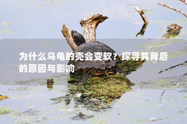 为什么乌龟的壳会变软？探寻其背后的原因与影响