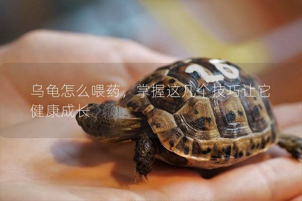 乌龟怎么喂药，掌握这几个技巧让它健康成长