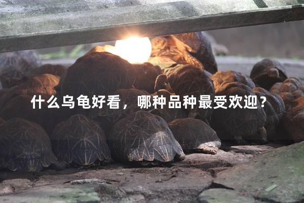 什么乌龟好看，哪种品种最受欢迎？