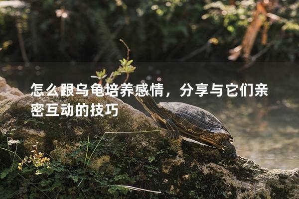 怎么跟乌龟培养感情，分享与它们亲密互动的技巧