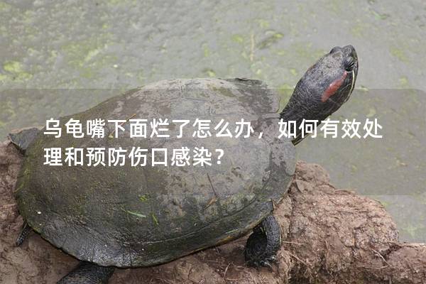 乌龟嘴下面烂了怎么办，如何有效处理和预防伤口感染？