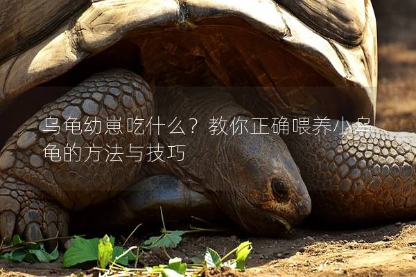 乌龟幼崽吃什么？教你正确喂养小乌龟的方法与技巧