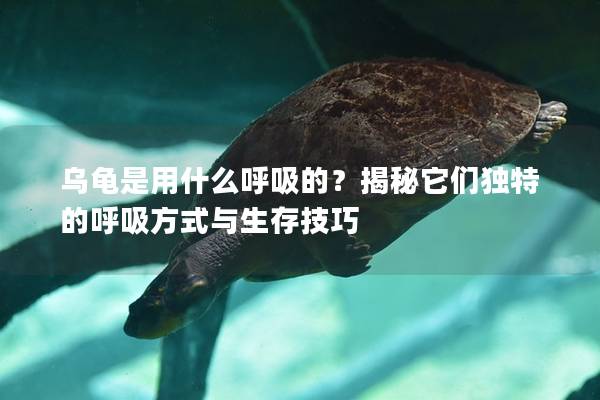 乌龟是用什么呼吸的？揭秘它们独特的呼吸方式与生存技巧