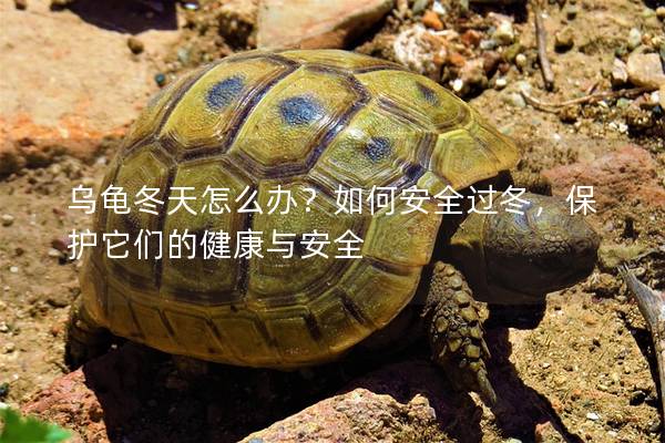 乌龟冬天怎么办？如何安全过冬，保护它们的健康与安全