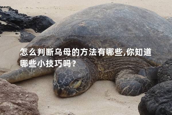 怎么判断乌母的方法有哪些,你知道哪些小技巧吗？