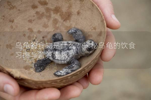 乌龟的食物是什么？探秘乌龟的饮食习惯与营养需求