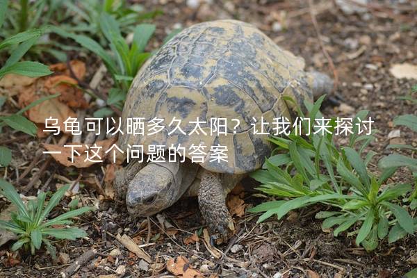 乌龟可以晒多久太阳？让我们来探讨一下这个问题的答案
