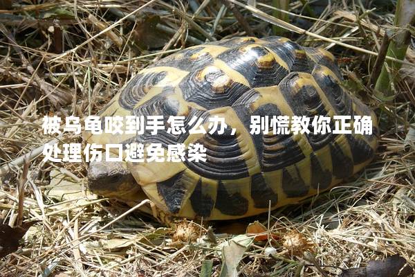被乌龟咬到手怎么办，别慌教你正确处理伤口避免感染