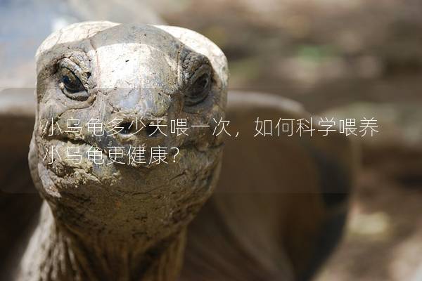 小乌龟多少天喂一次，如何科学喂养小乌龟更健康？