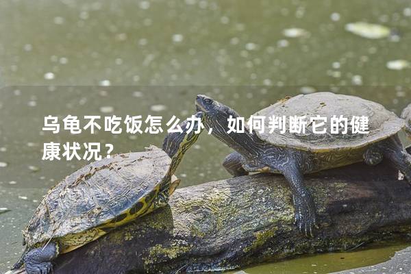 乌龟不吃饭怎么办，如何判断它的健康状况？