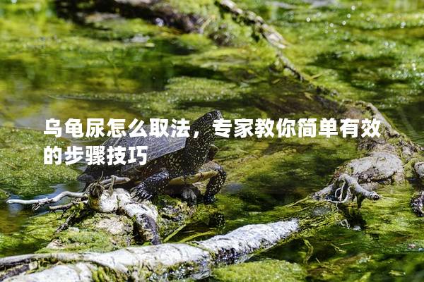 乌龟尿怎么取法，专家教你简单有效的步骤技巧